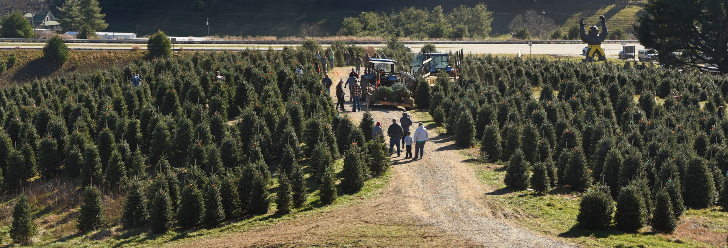 Choose and cut Christmas trees